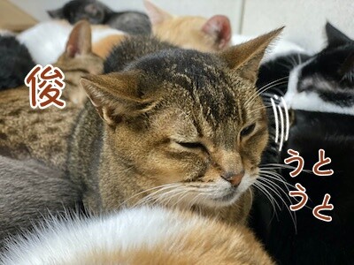 俊19
