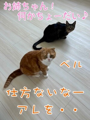 ベルビル215