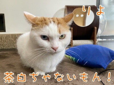 りよ87
