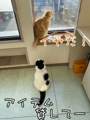 珠若54
