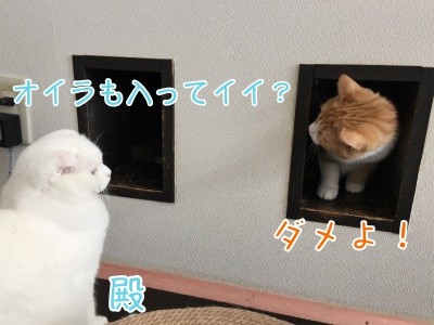 ココ18