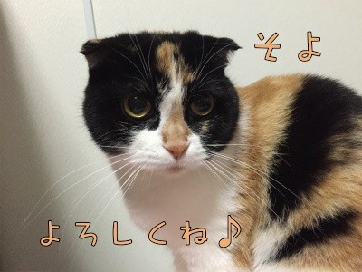 そよ