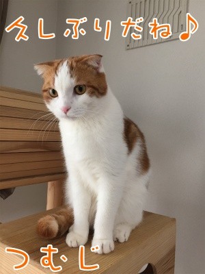 つ・ま34