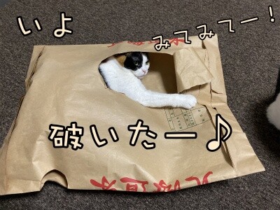 褒めて伸びるタイプ Cat Cafe Prince 褒めて伸びるタイプ Cat Cafe Prince