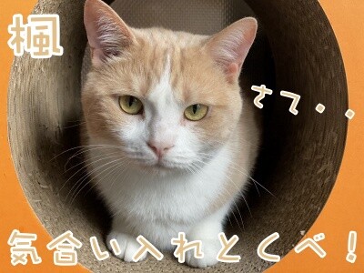 楓647