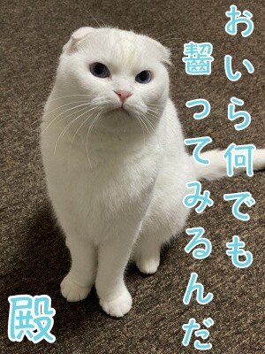 殿546