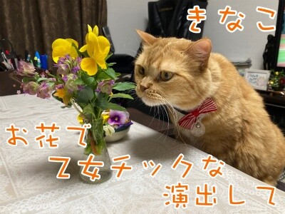きなこ47