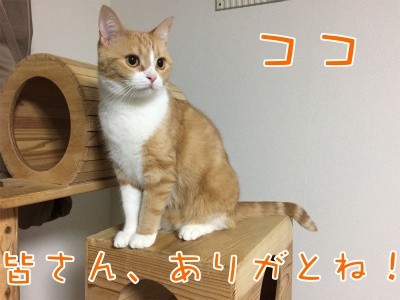 ココナッツ44