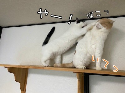 ココナッツ14