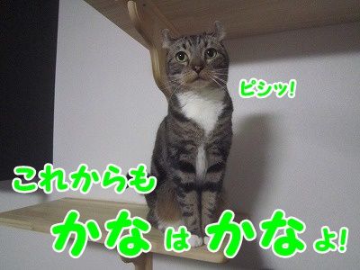 かな (6)