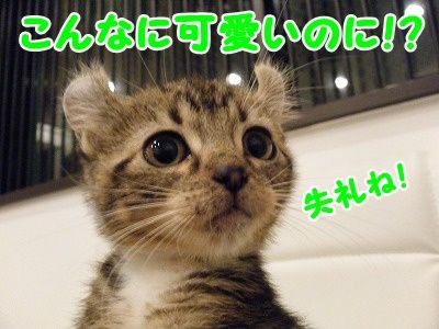 かな (7)