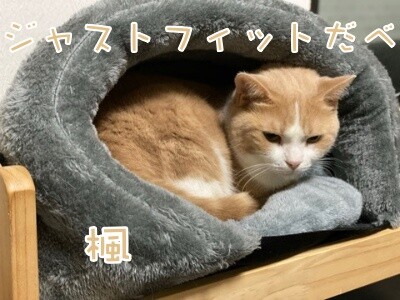 楓991