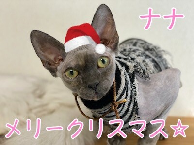 ハゲ族26