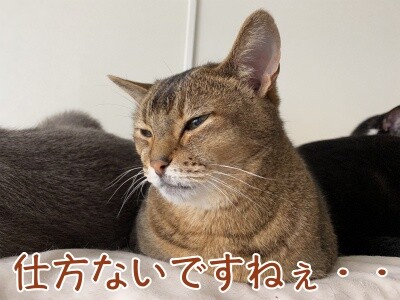 俊336