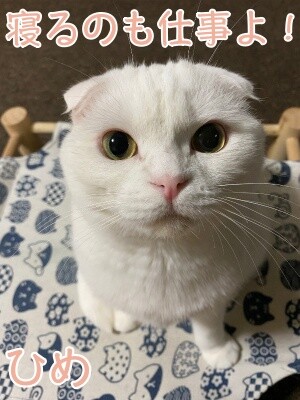 ひめ278
