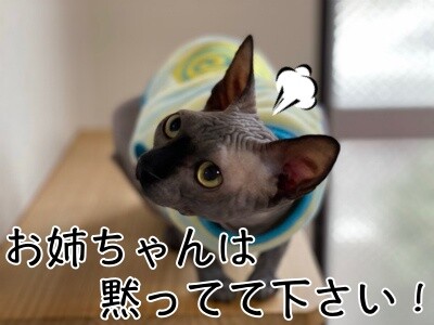 ビオ55