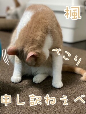 楓1175