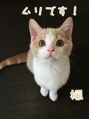 楓40