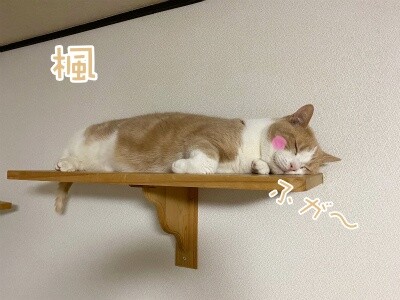 楓1063