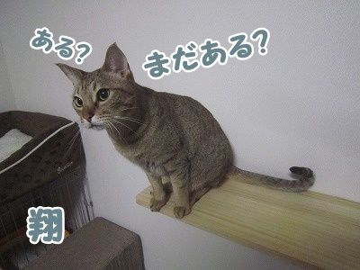 翔 (8)