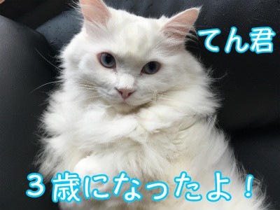 てん3