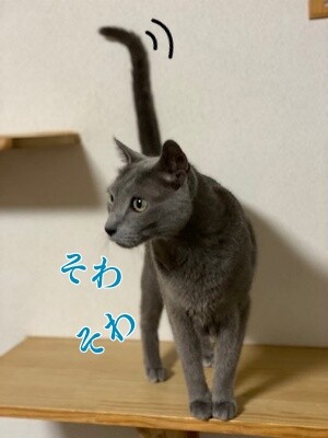 京509