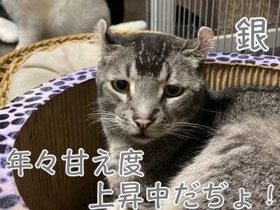 銀406