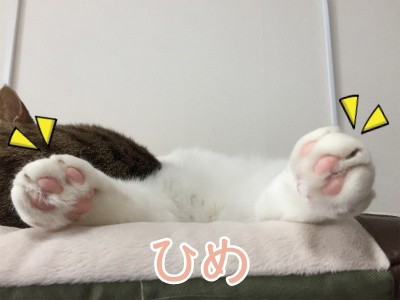 ひめ52