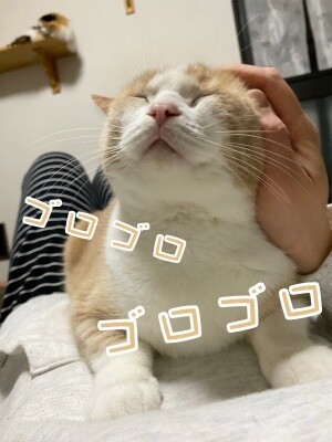 楓839