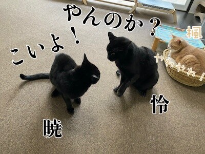 みんな195