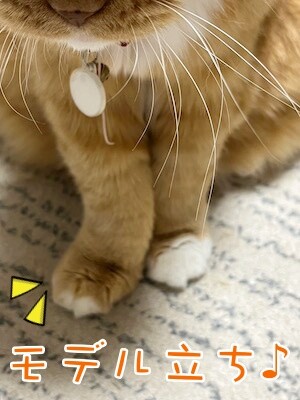 きなこ76