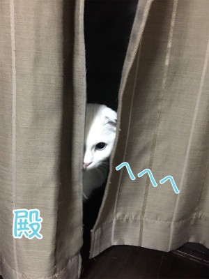 殿230