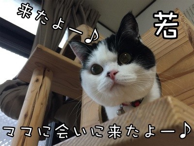 珠若202