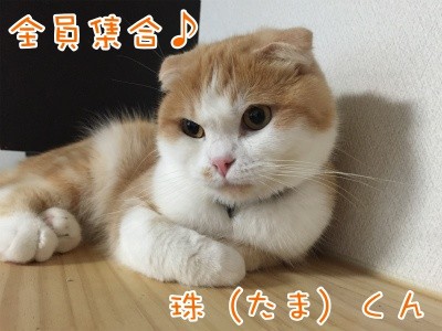 珠86