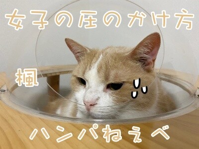 楓1185