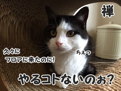 禅
