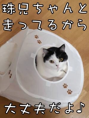 珠若899