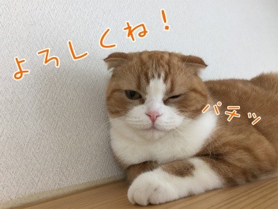 ベルビル34