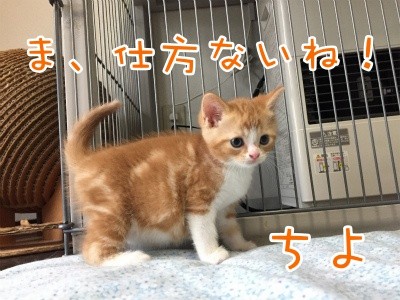 ちよ