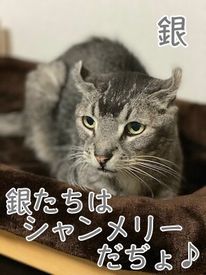 銀560