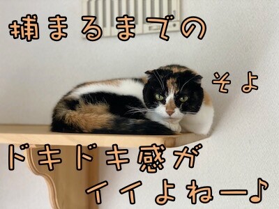 そよ287