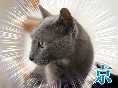 京591
