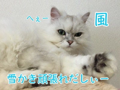 風31