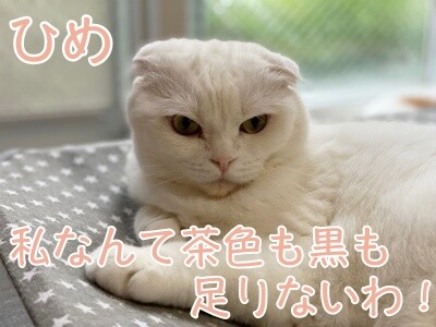 ひめ344