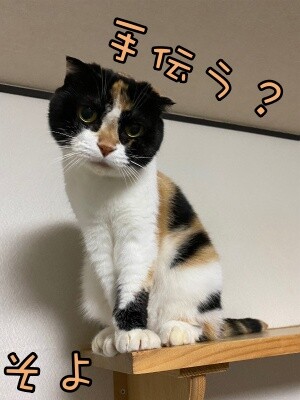 そよ241