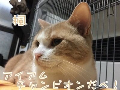 楓523