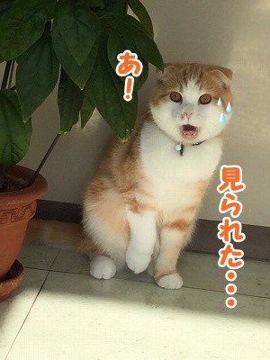 たま (38)