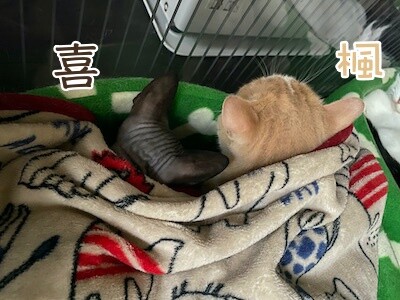 みんな447