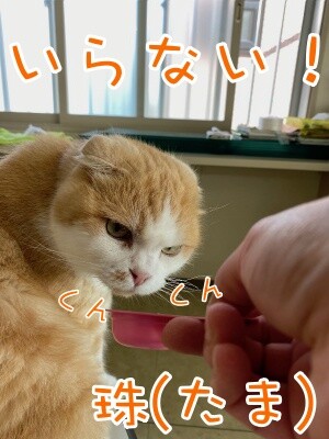 珠若851
