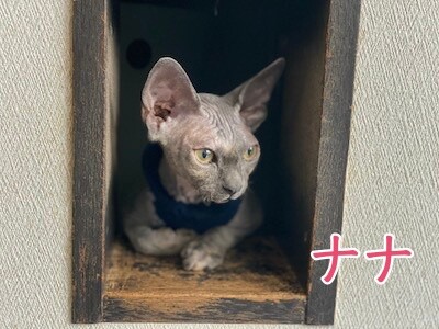 喜34